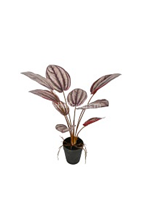 Пеперомия 40см 9л. Арт.1310-RB40cm-9L